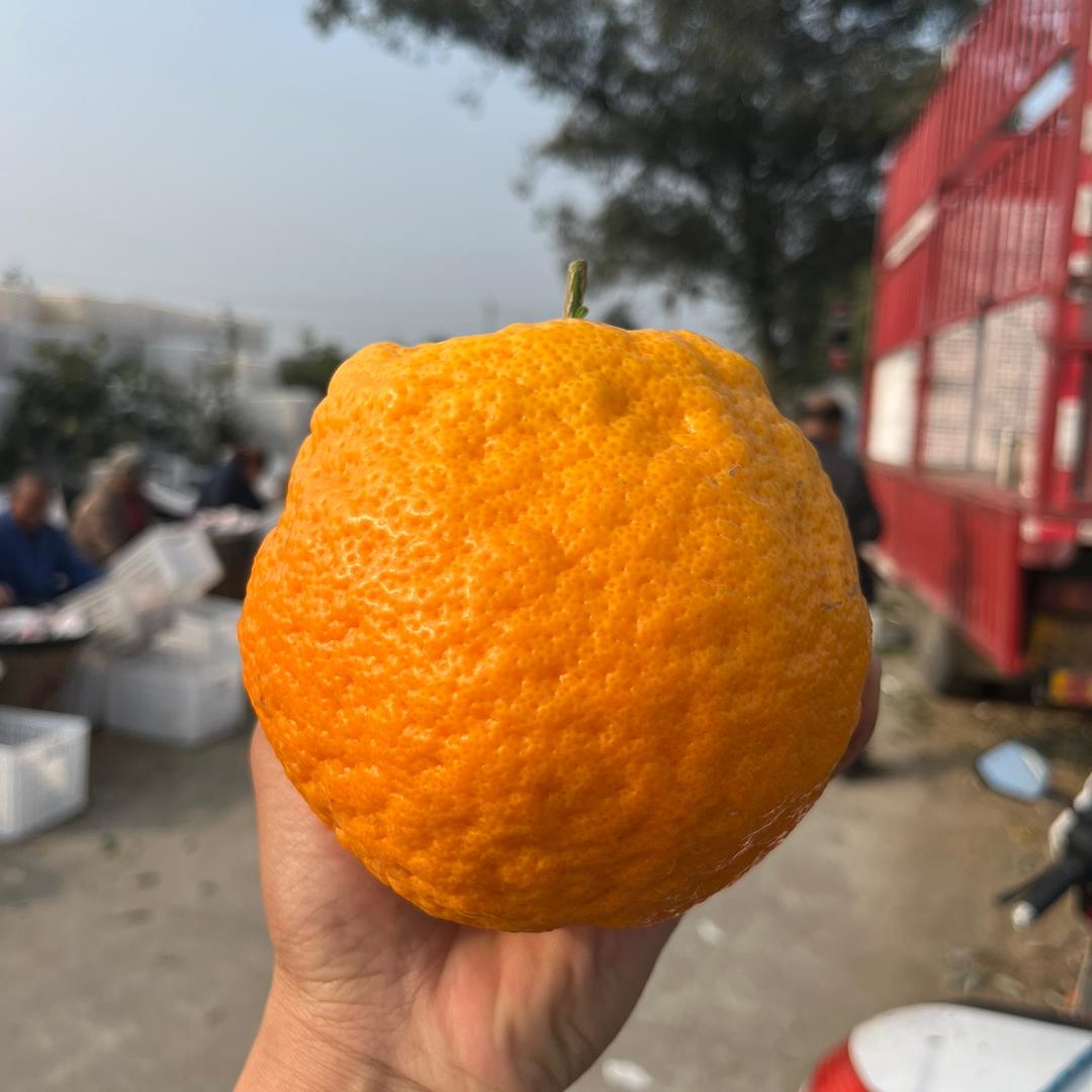悠悠水果果园
