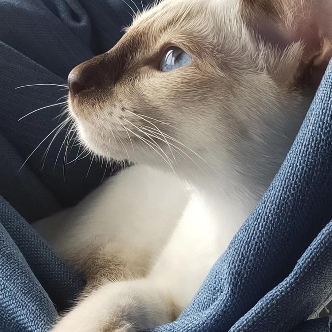 大胆儿家的暹罗猫