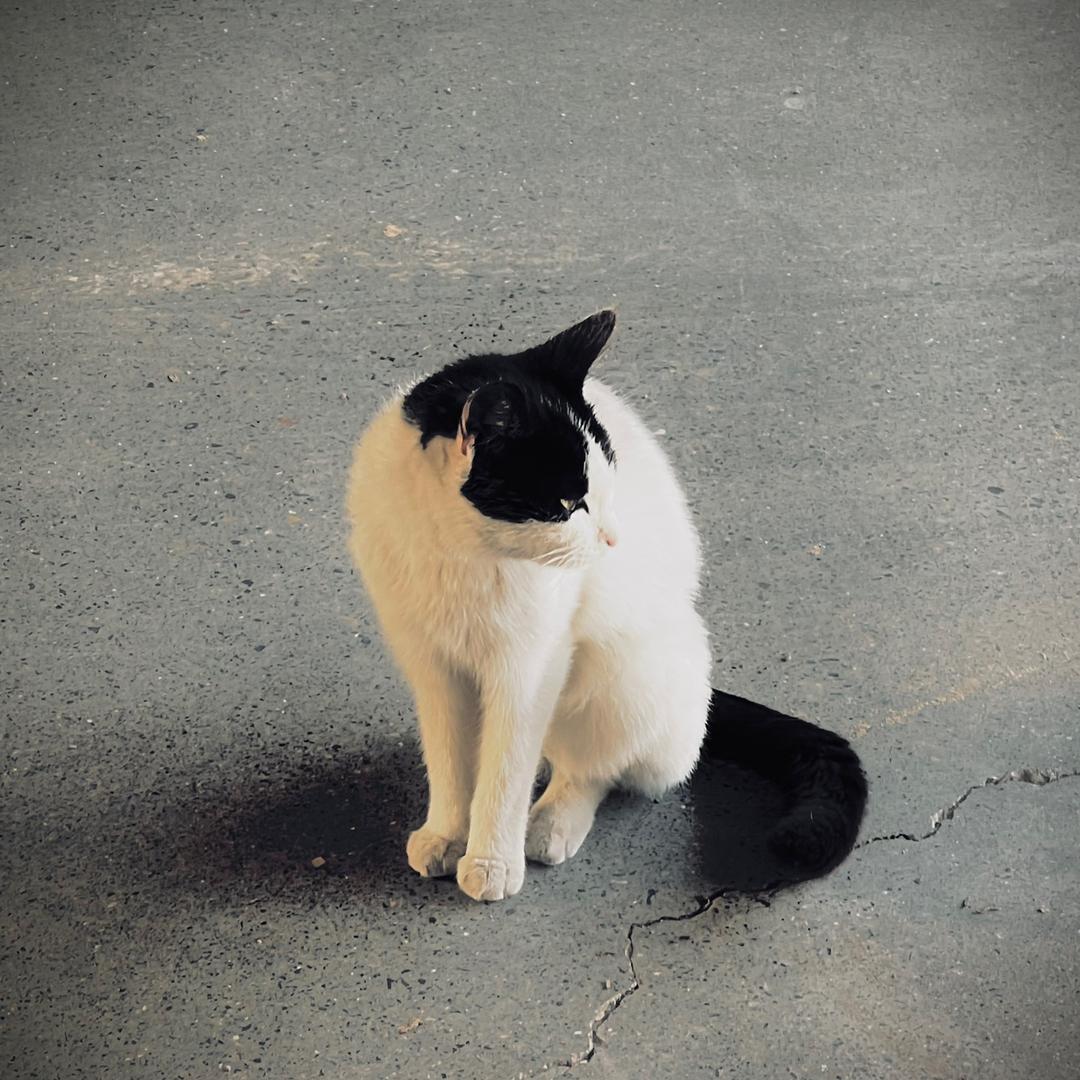 丁秋宇.