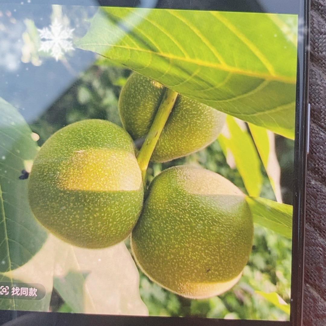 桂枝文玩小铺