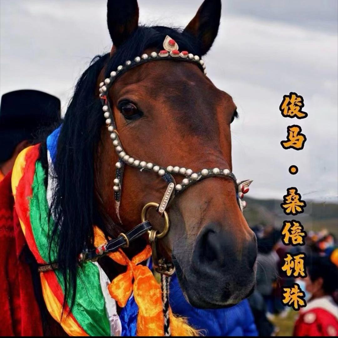 赛马（视频号）🐎