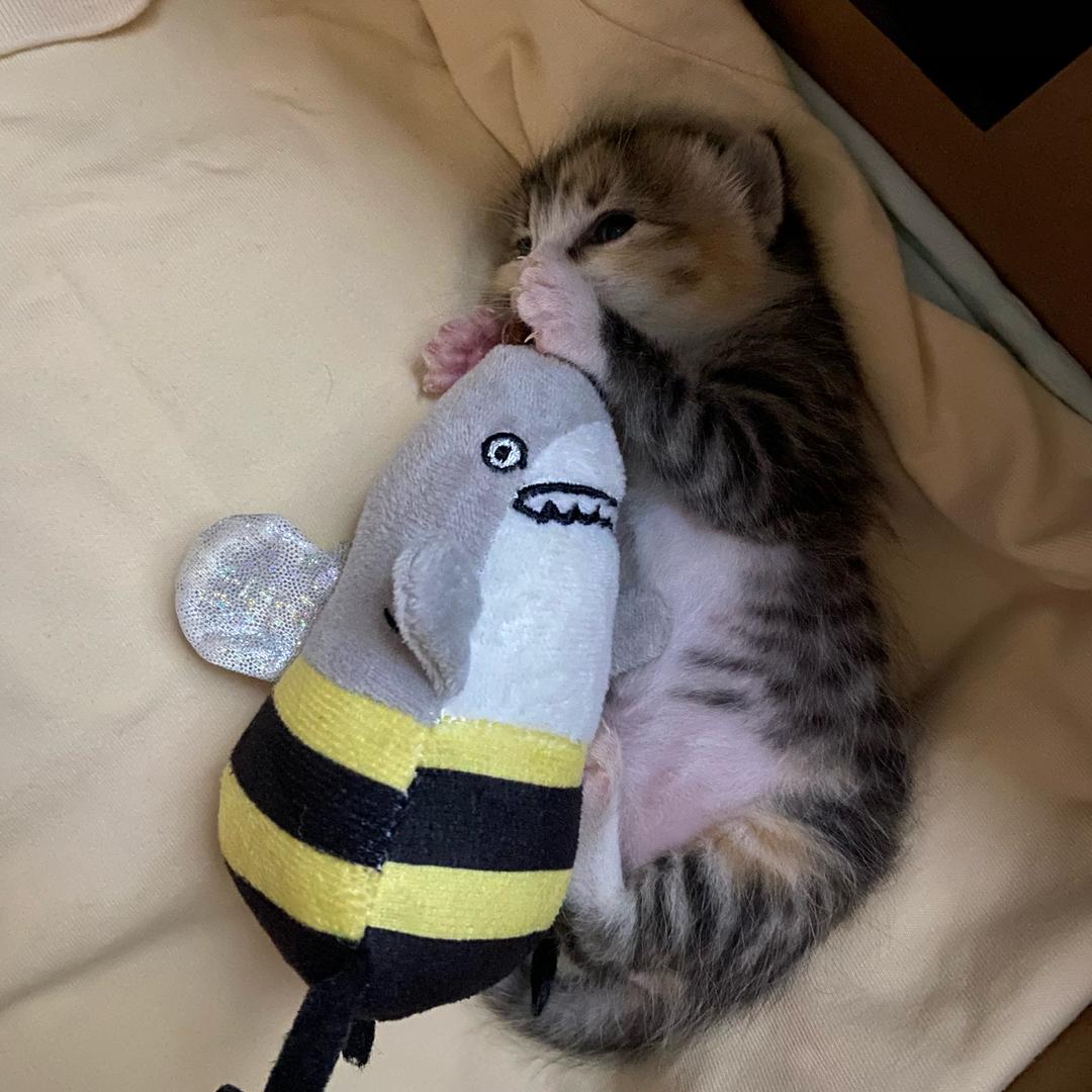 (˘͈ᵕ ˘͈❀）臭宝宝