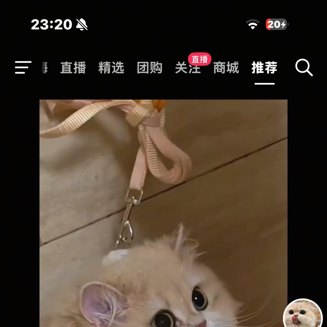 纯情小狗叮叮当