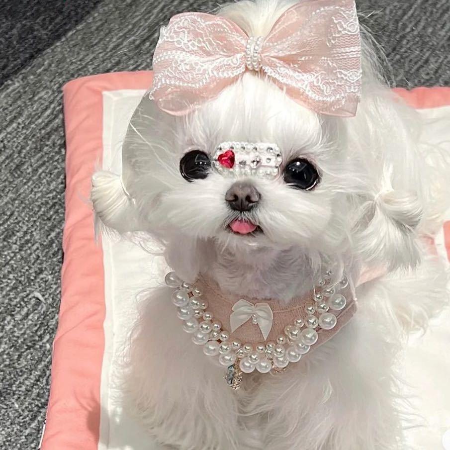 ♡凡凡很可爱♛