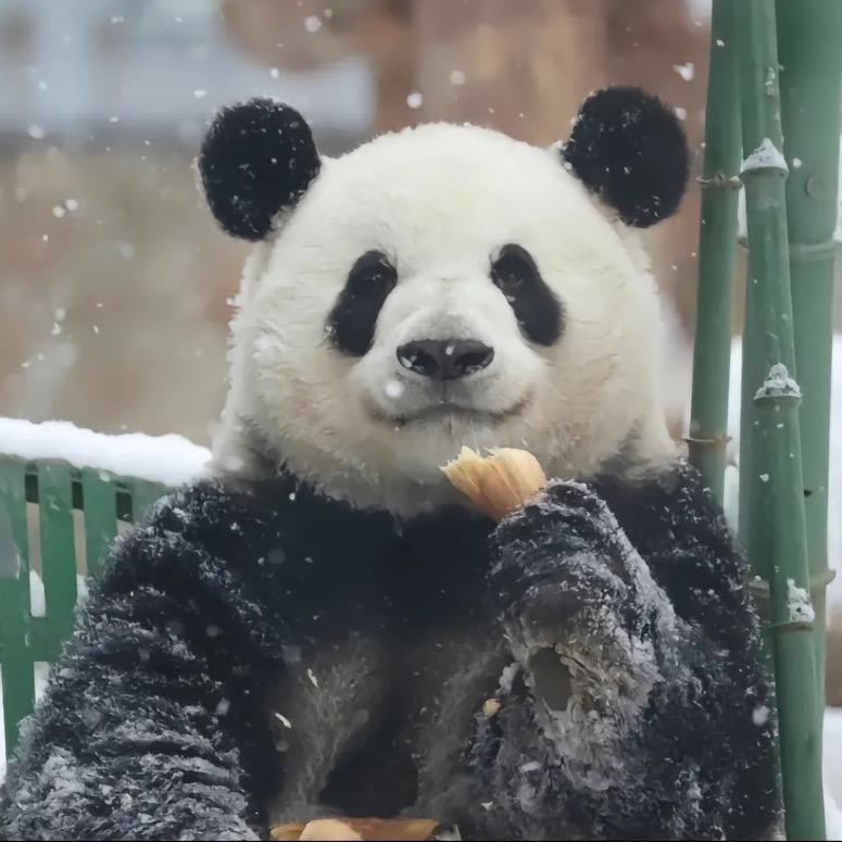 王钢蛋-无边界感版