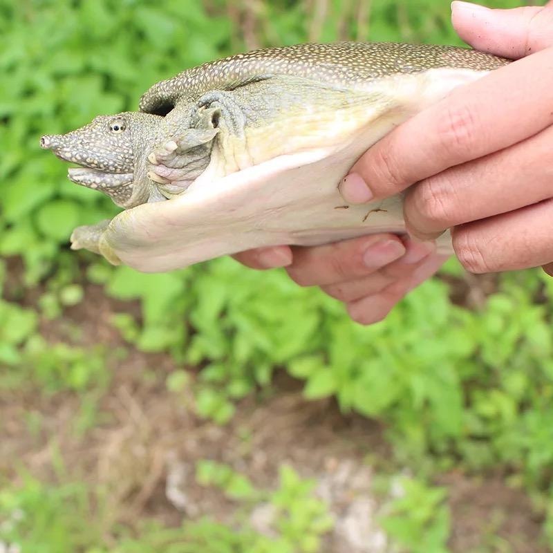 南圣生态甲鱼