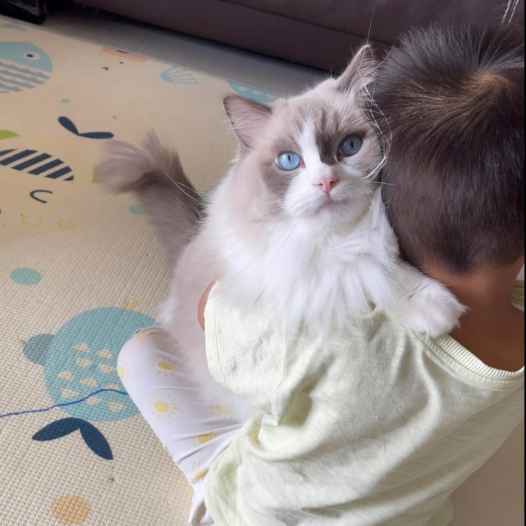 吉米猫wo