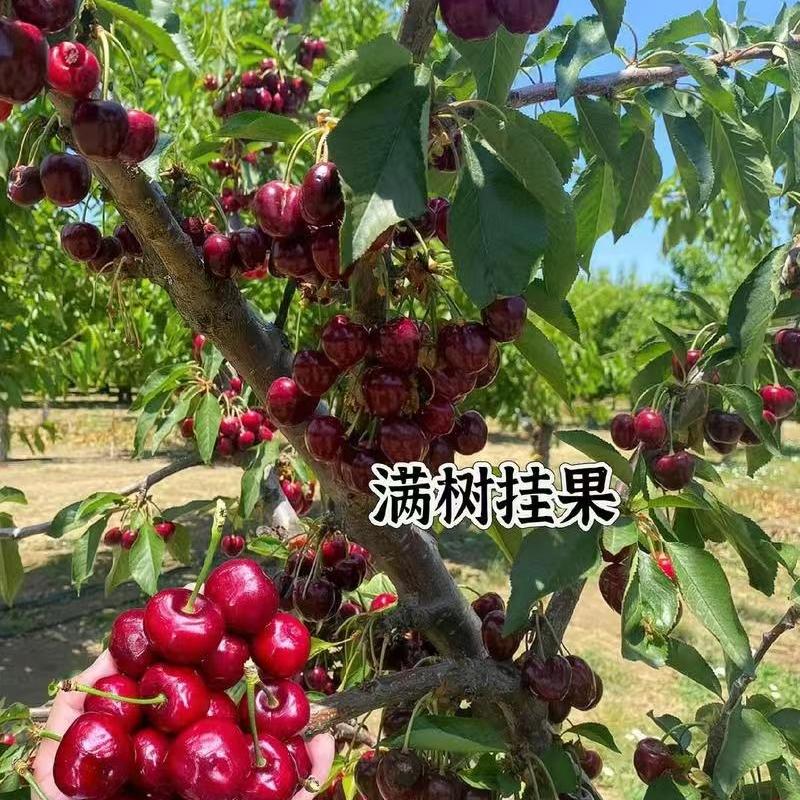 兆果小时达鲜果