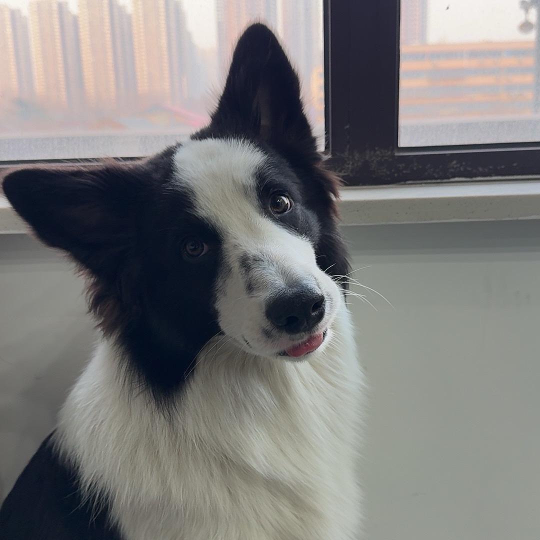 @钵钵鸡（边牧）