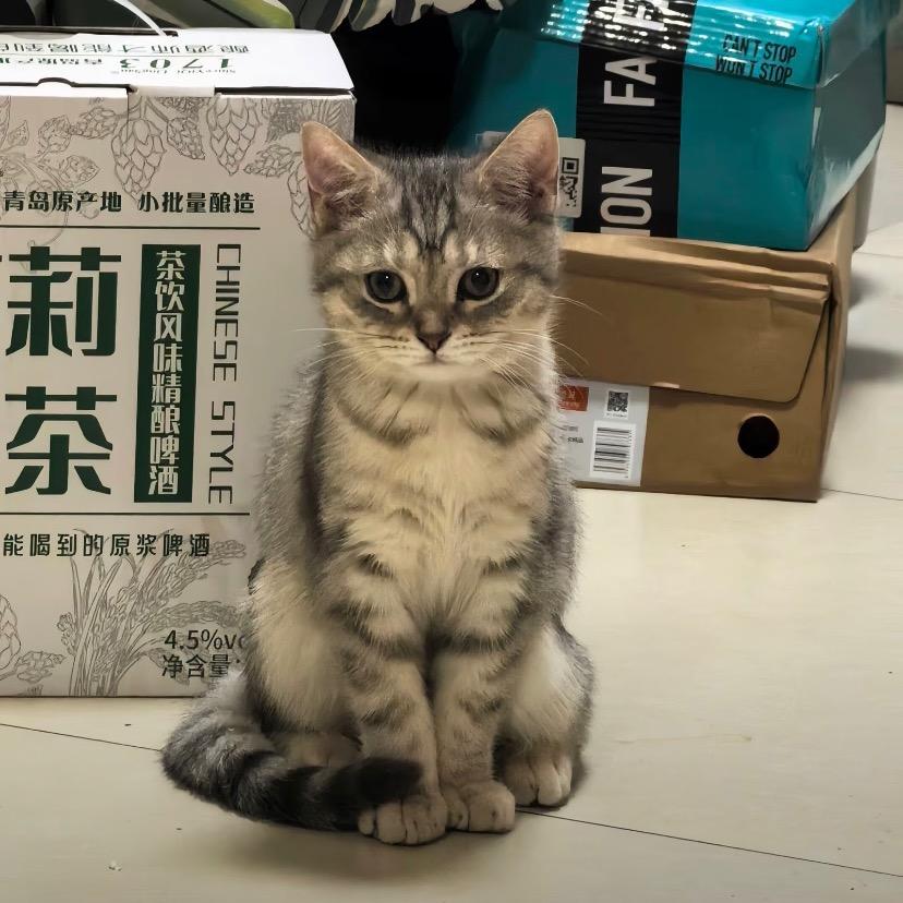 龙骑士后悔来峡谷工作