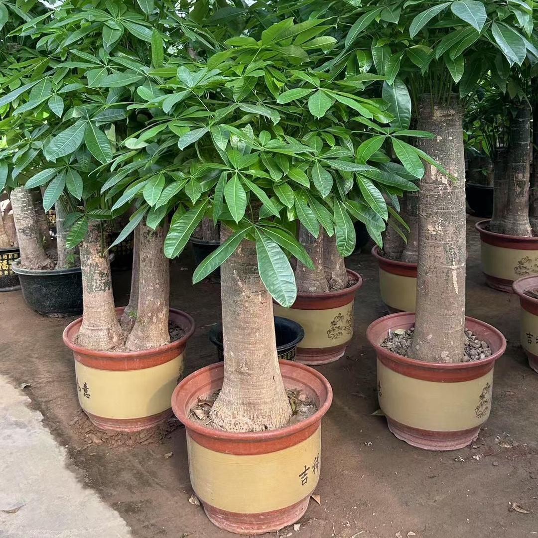 广州9号绿植园艺