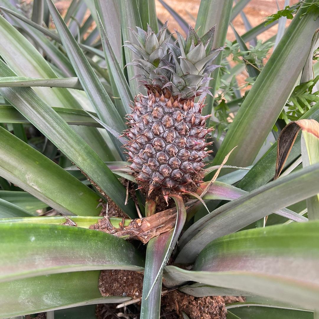 江夏黄