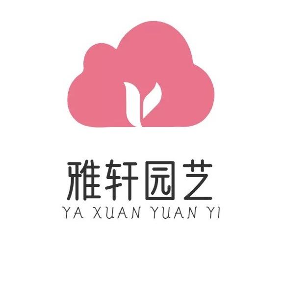 雅轩蝴蝶兰基地