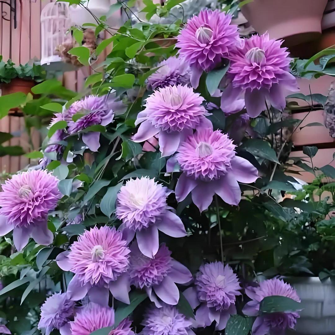 老师傅花卉绿植