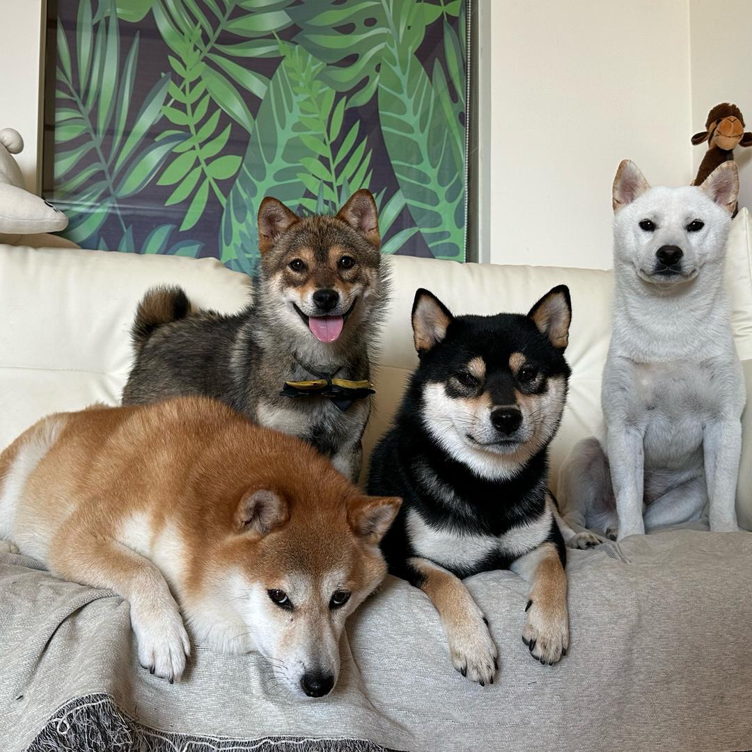 柴犬四小只