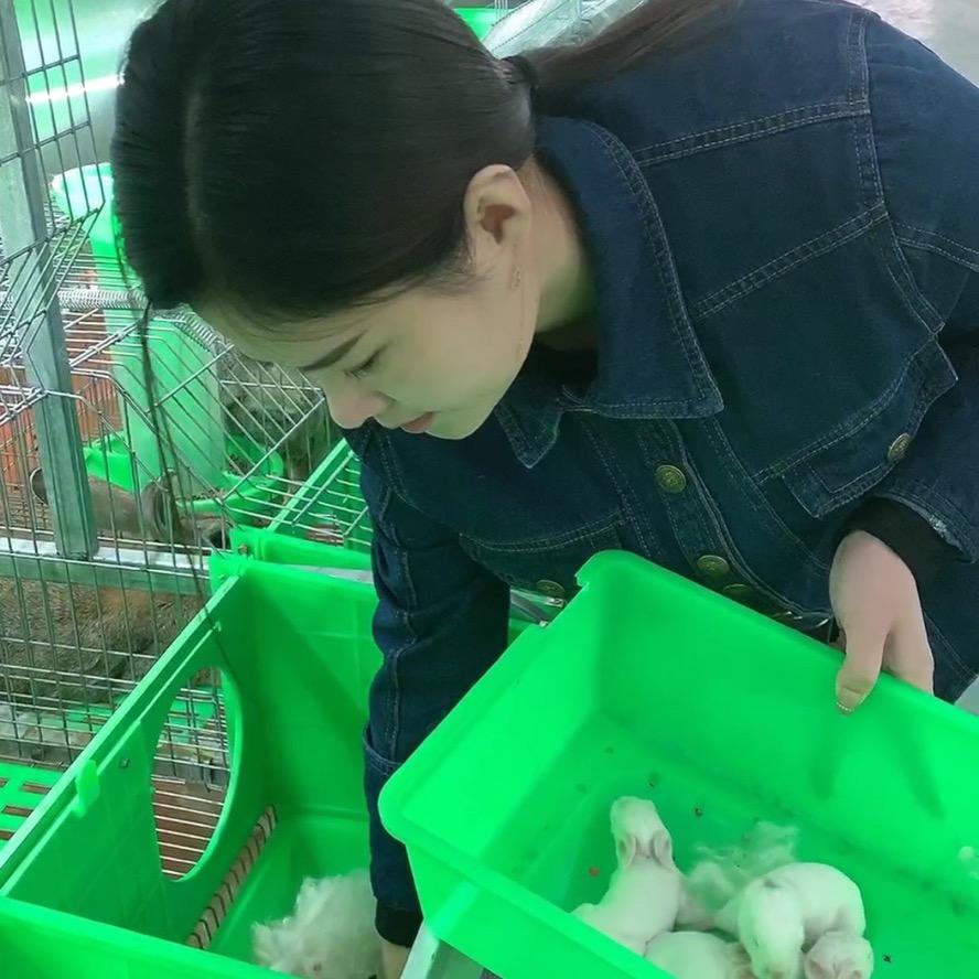 科盛肉兔