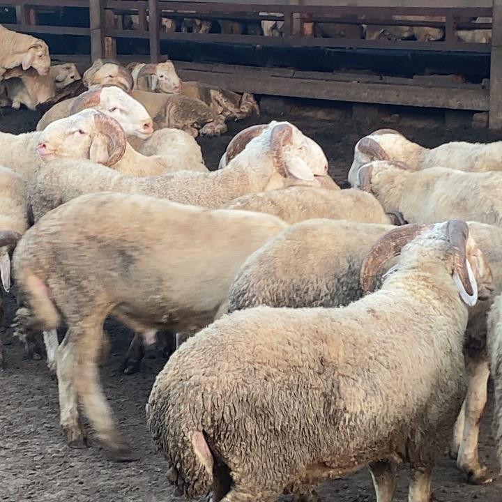 秦皇岛小壮专业剪毛队