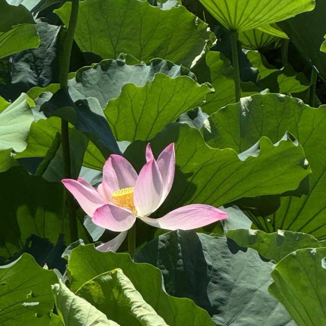 李火火