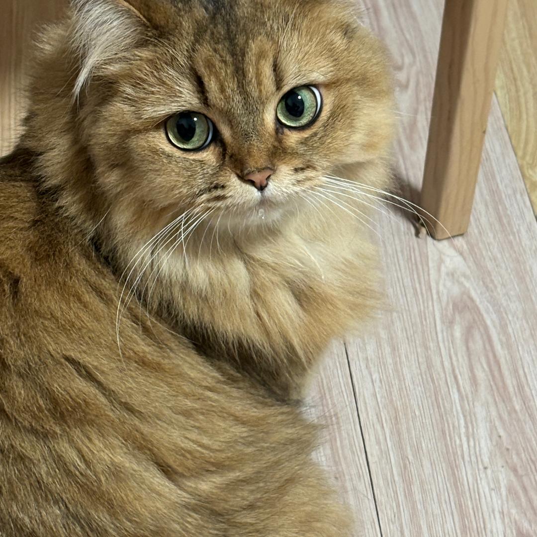 小小的盖