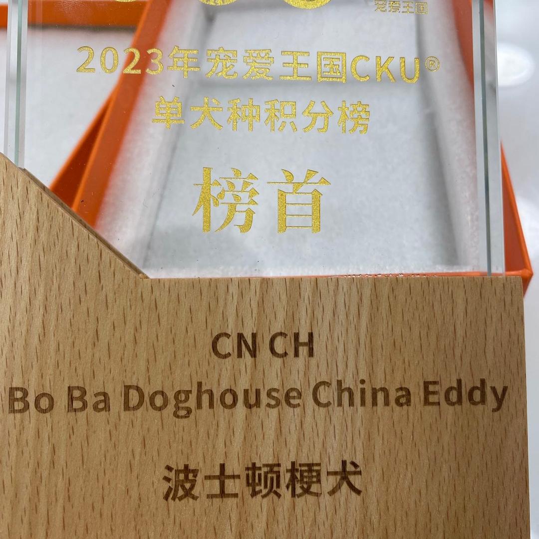 波比家族波士顿梗