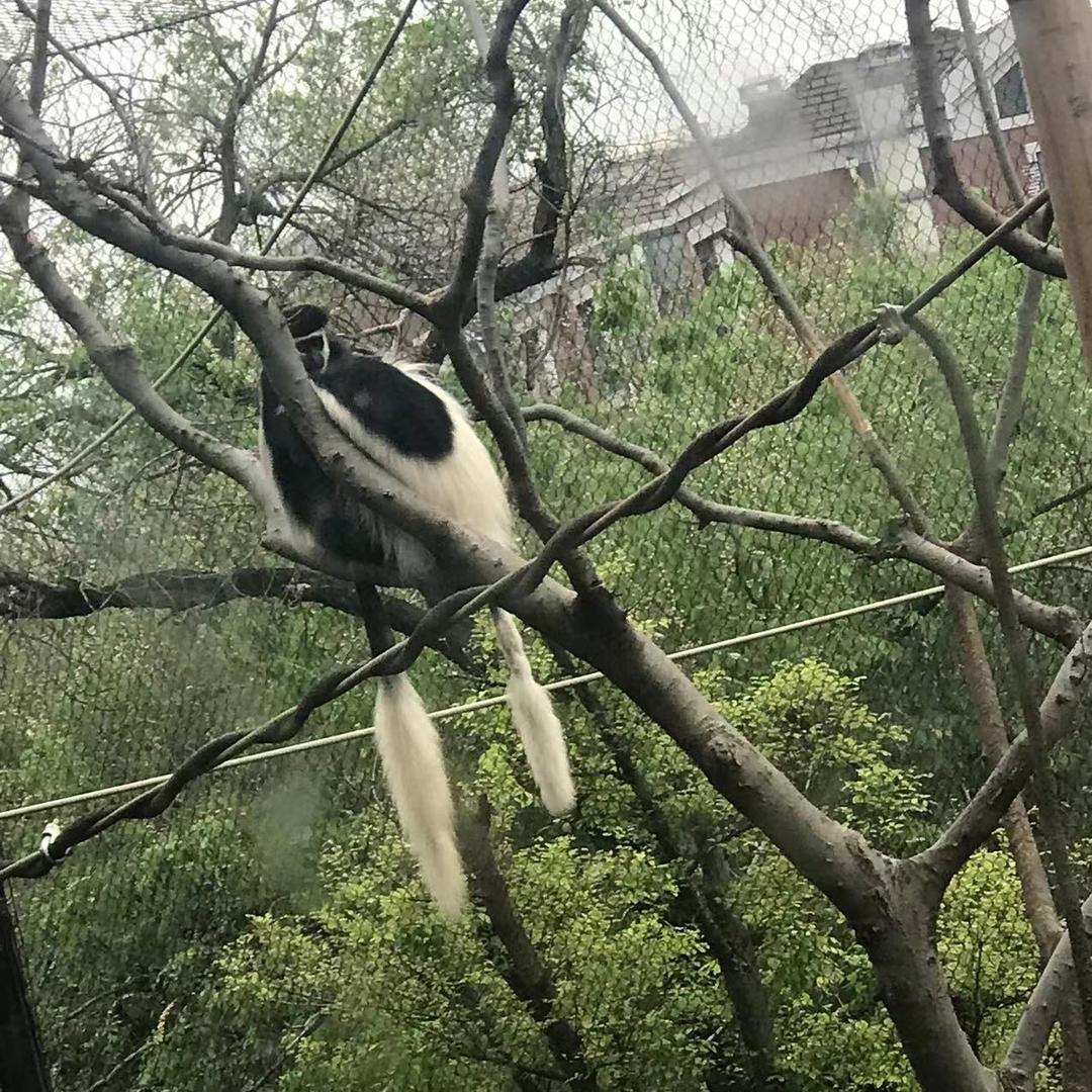 嗯啦