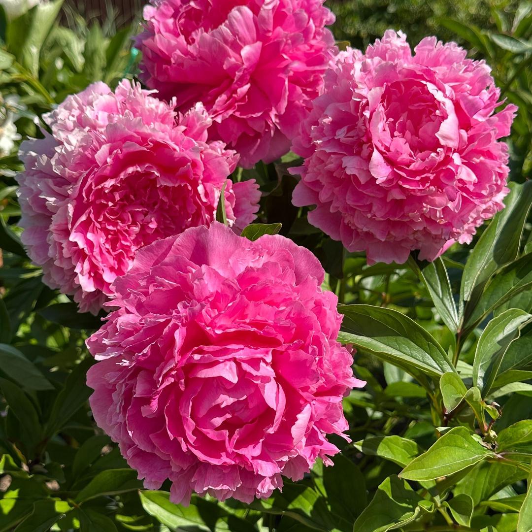 益绮椛花卉旗舰店