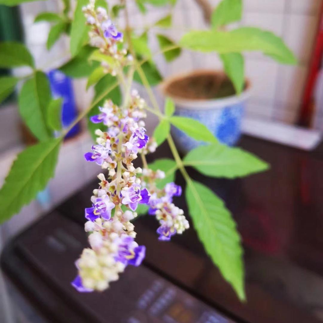 缘木绿植