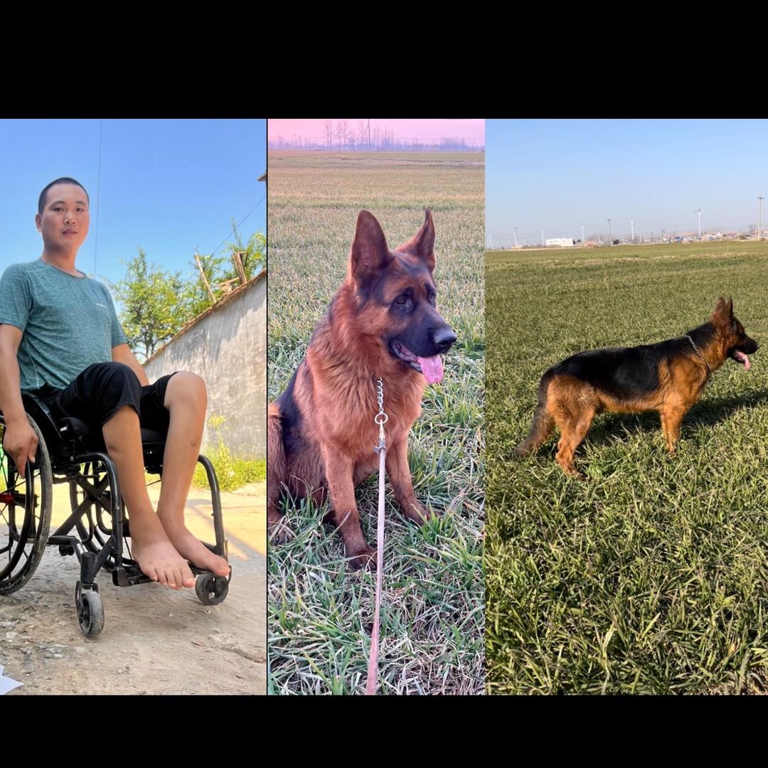 轮椅上的养犬人、平背德牧