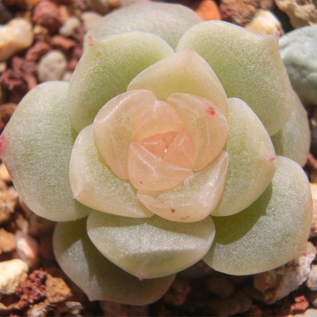 包子包子肉肉的头像