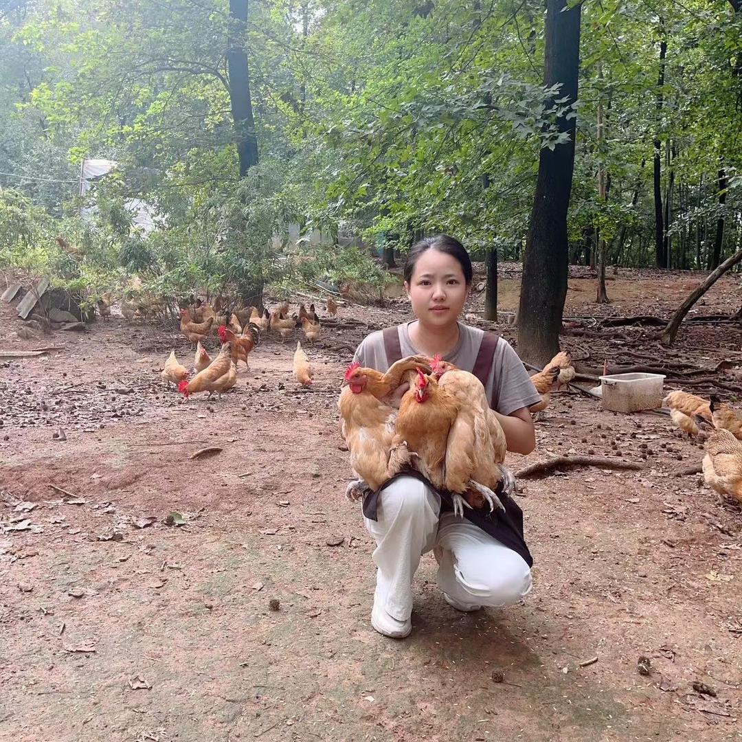 懒懒农村散养土鸡