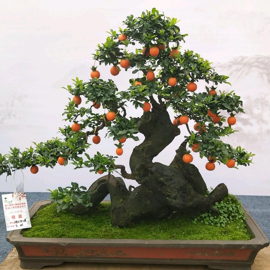悠然绿植