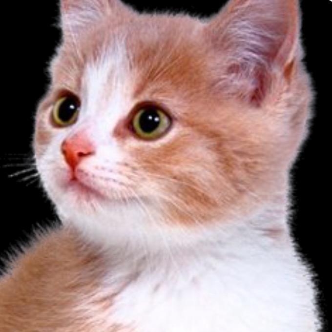猫砂在橱窗