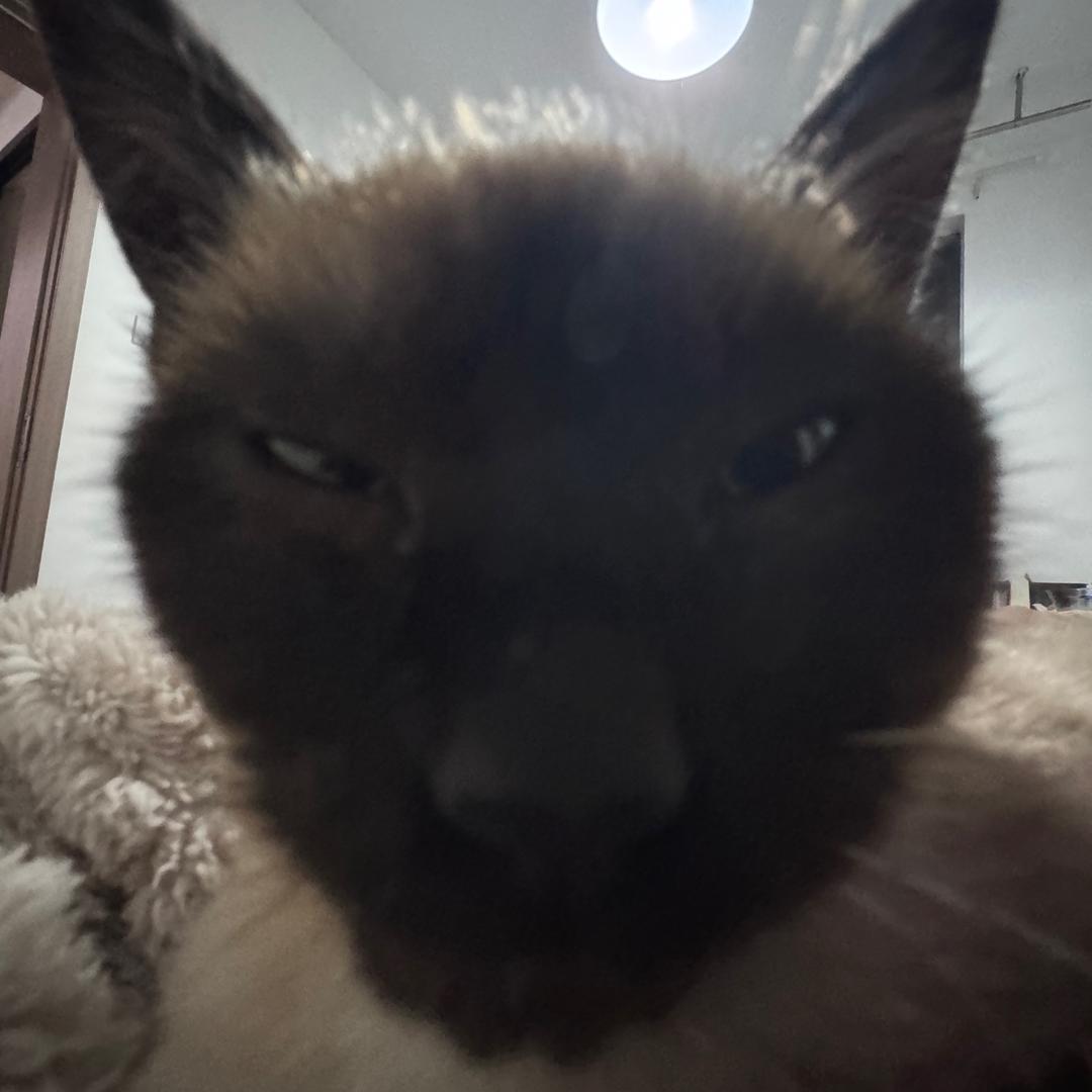多乐（电子小猫版）