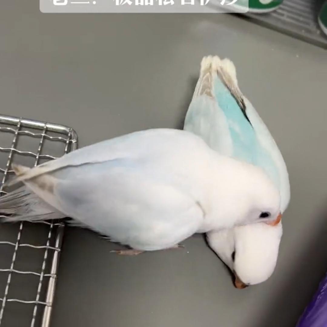 牡丹姐鹦鹉