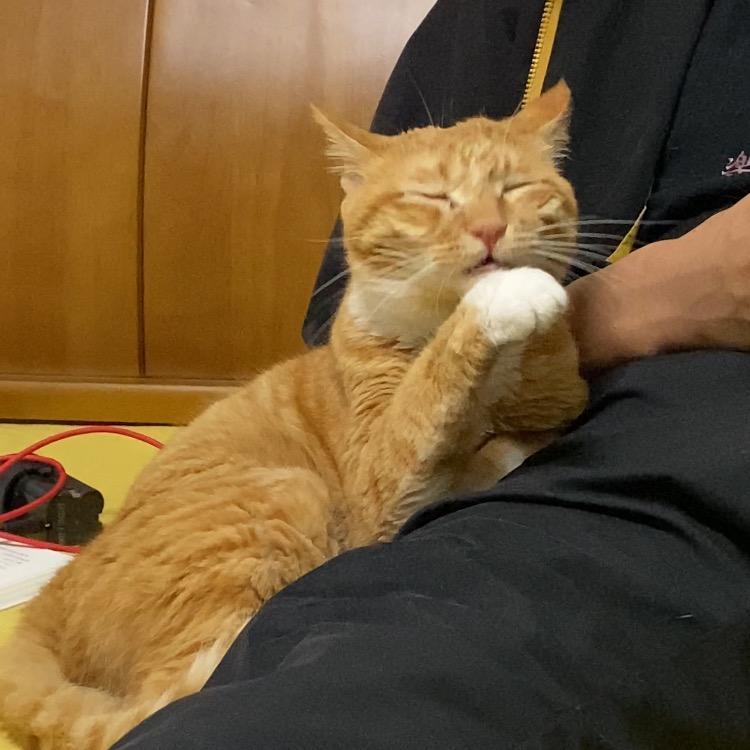 面包的铲屎官