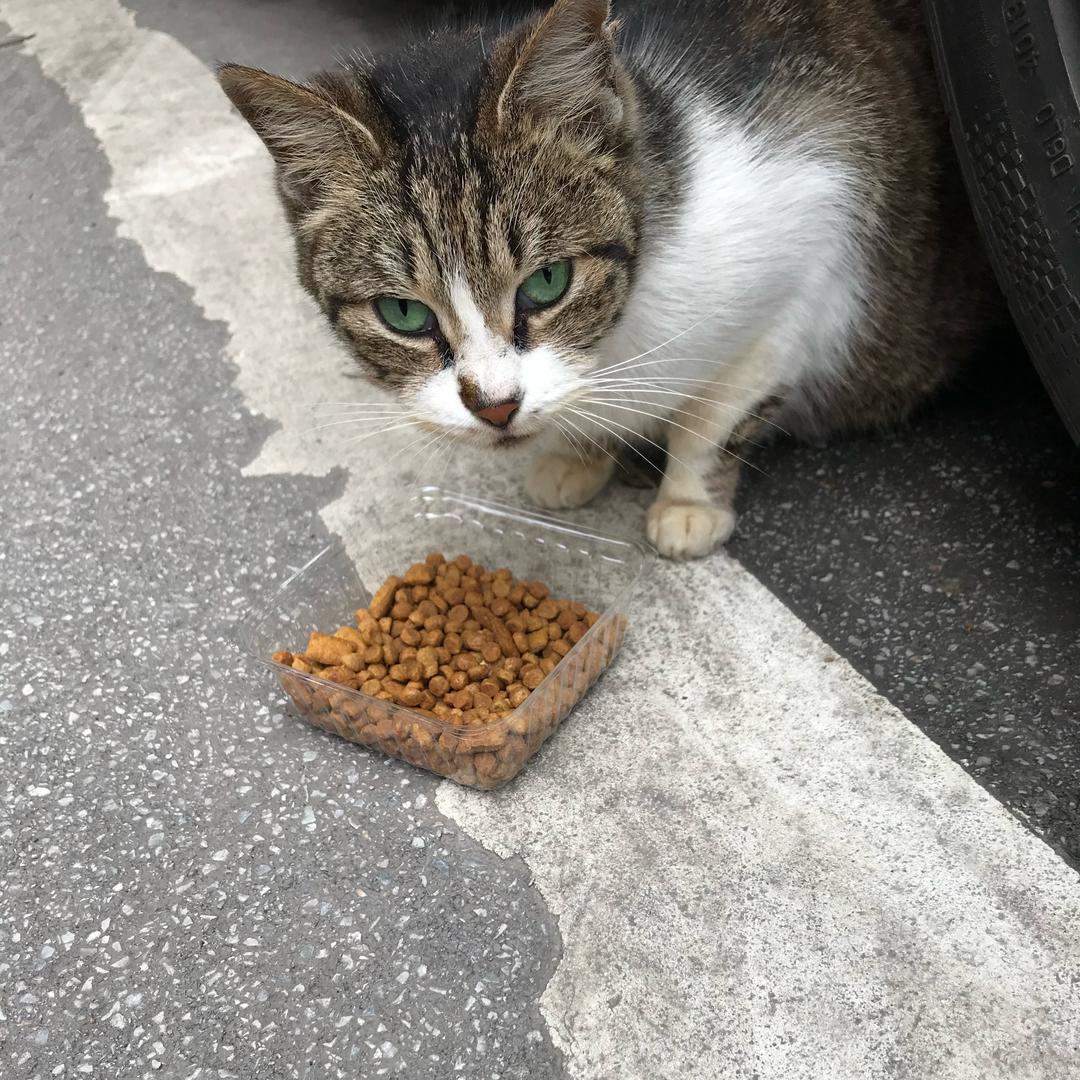 高龄流浪狸花猫