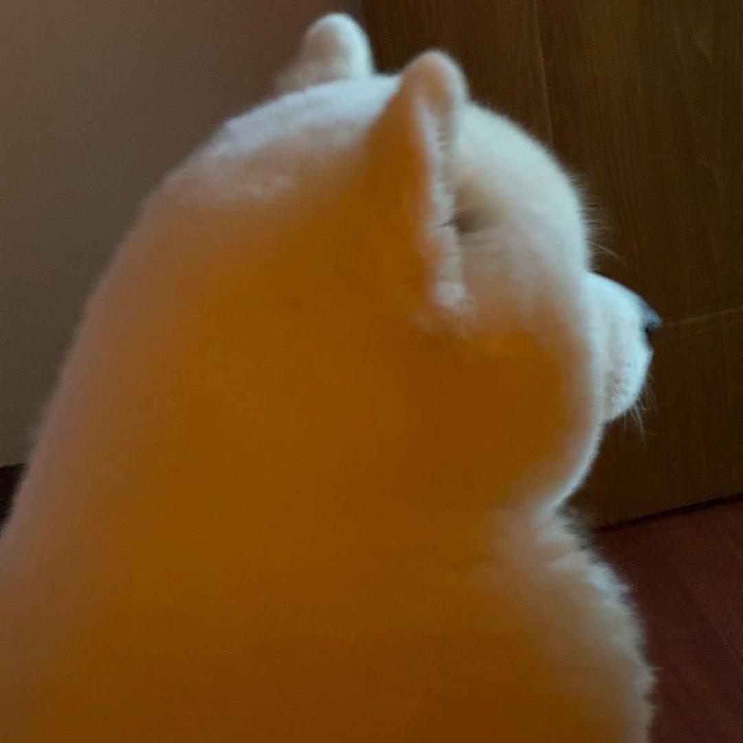 小慌慌灬