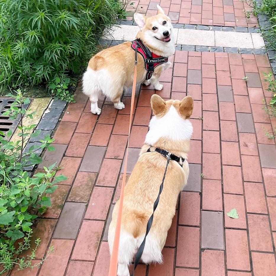 Micoal蜜桃儿的小老三