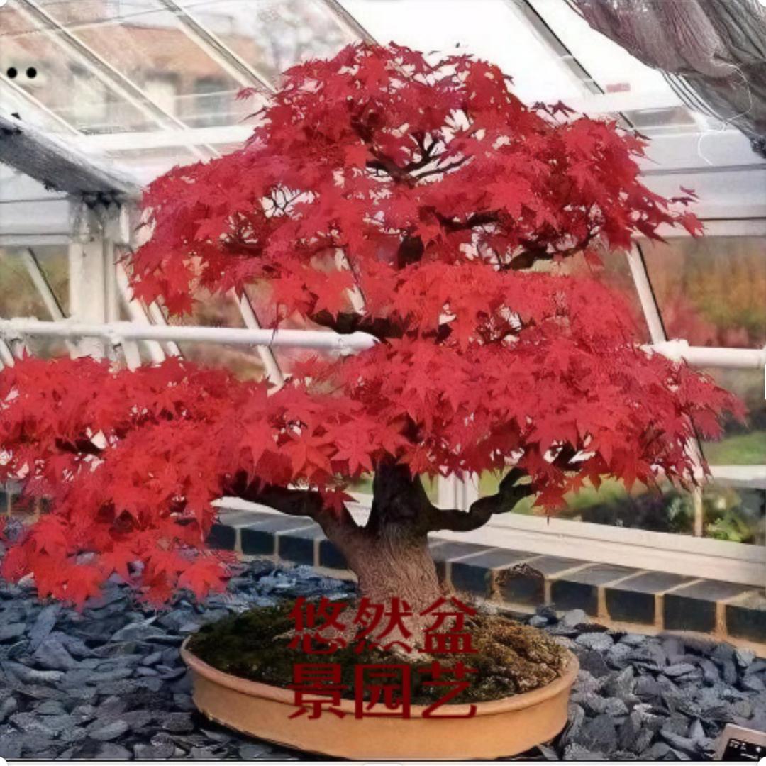 悠然枫树盆景