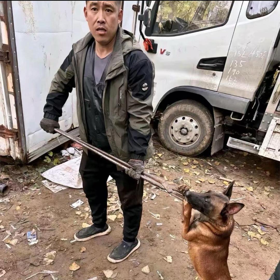 河南套狗王（全河南可套）