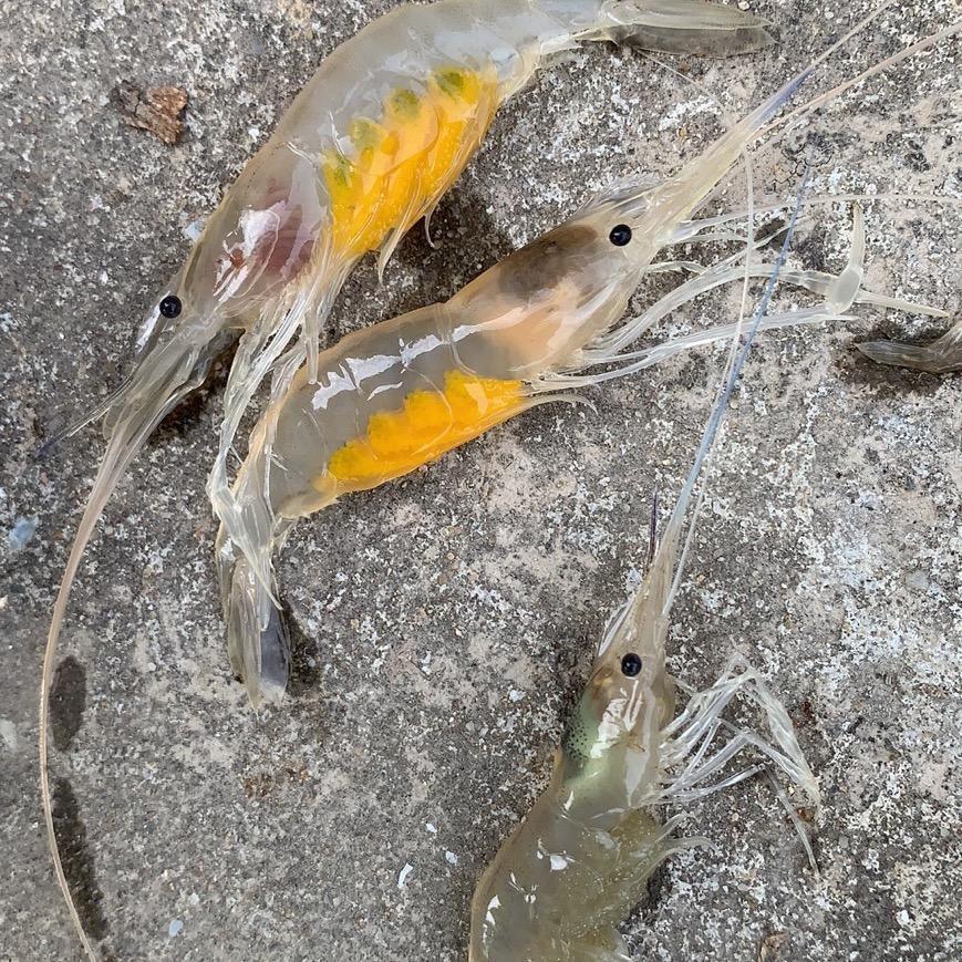 西湾虾哥
