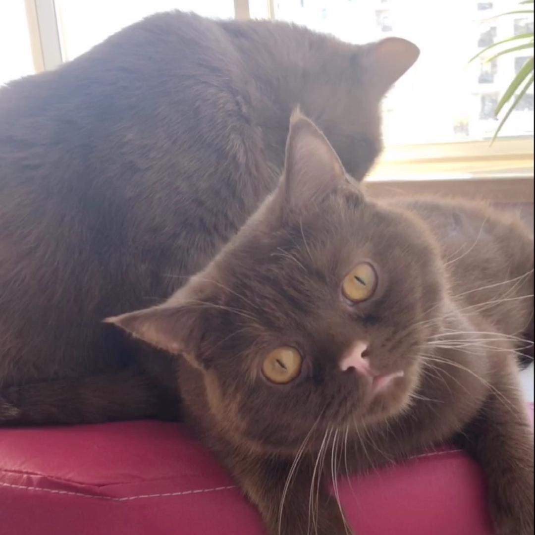 小虎是只猫