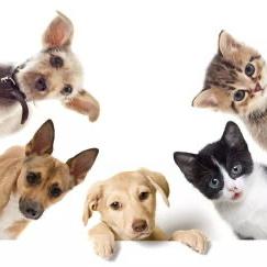 惠佳佳宠物用品