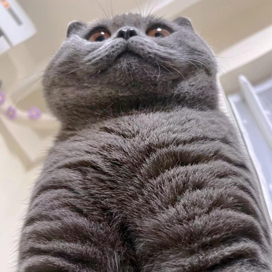 鳌拜和金宝