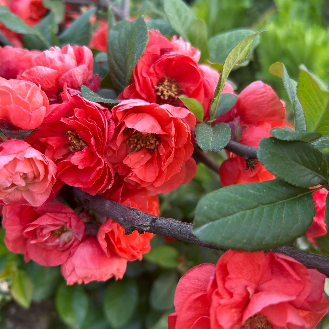 糖এۣۖิ狠甜[ilove