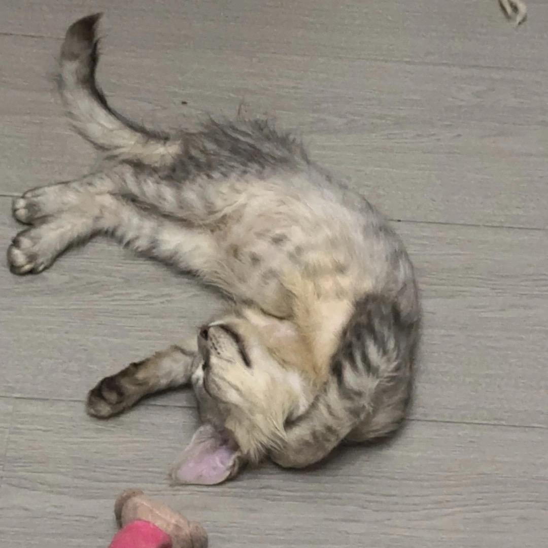 转转赚豆豆