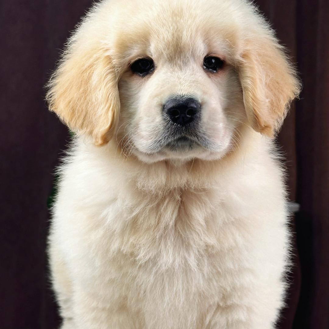 优宠的生活馆金毛直播号