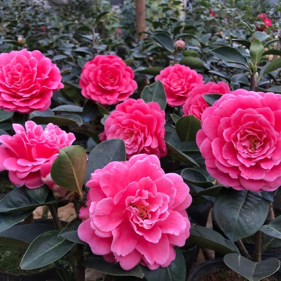 云南花卉园