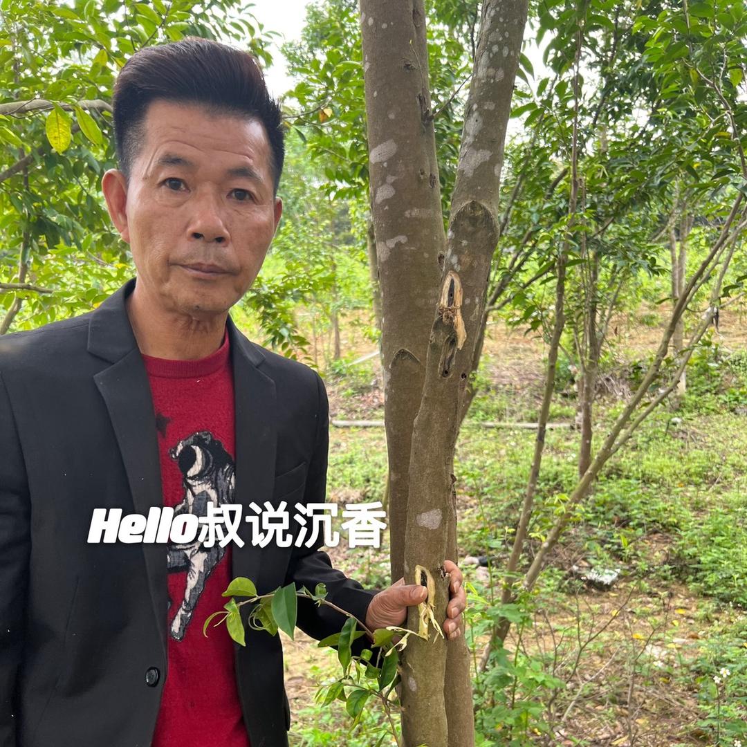 哈喽叔说沉香（温香居奇楠沉香）