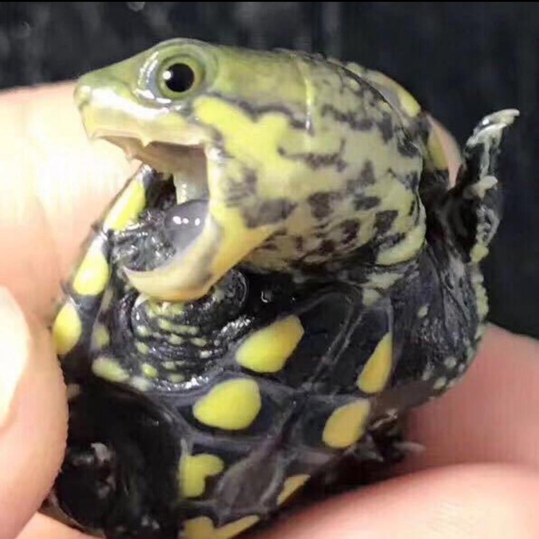姐不怕鳄